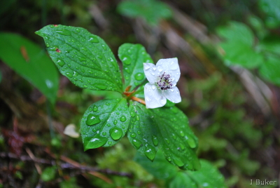 Mountain Flower